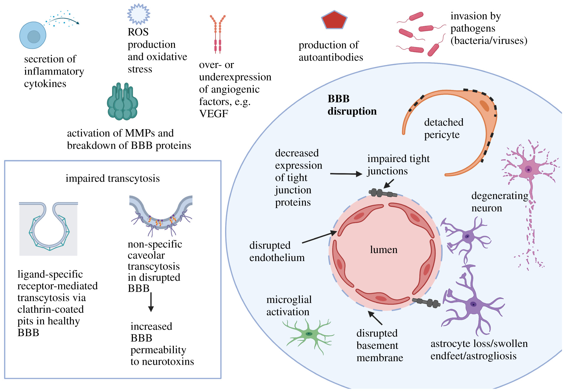 about-brain-barriers-research