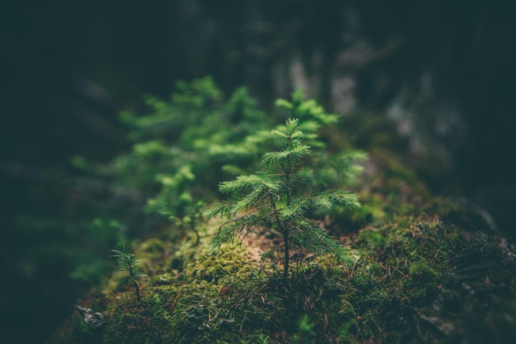 Close up a a pine tree sapling