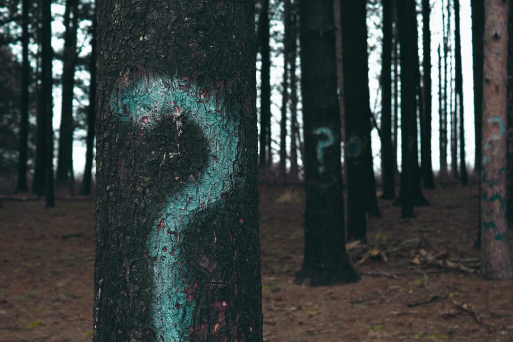 Question marks on trees, pic by Evan-Dennis on Unsplash
