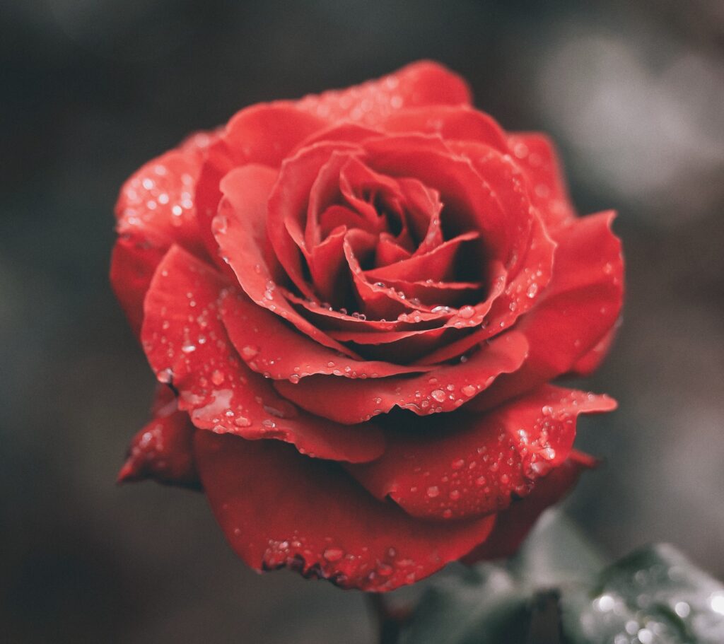 Photo by ameenfahmy on Unsplash. Red Rose with dew on the petals