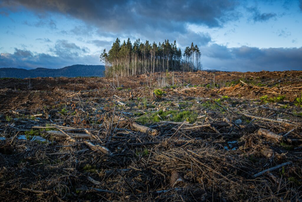 Deforestation 1 - pic by Matt-Palmer on Unsplash