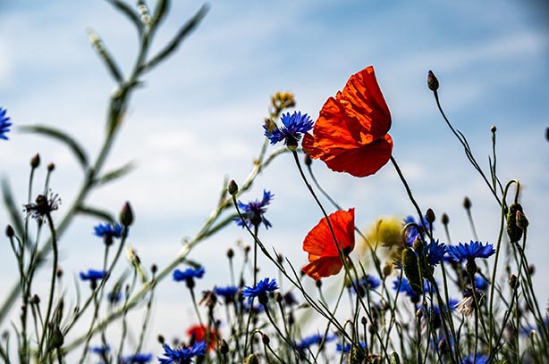 Biodiverse meadow field, poppies and cornflowers against a sky backdrop. Photo by Palle Knudsen
