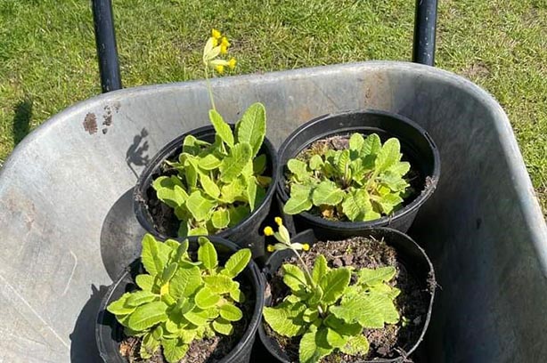 Four Cowslip plants in pots sitting in a wheelbarrow - Friends of Worden Park, pic by FoWP