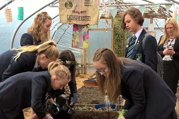 Students planting inside a greenhouse for Green Mentoring - pic by Prospect Foundation