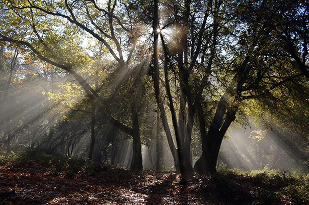 Woodland with the suns rays shining through