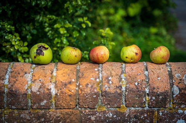 Five windfall apples resting on a brick wall - pic by Nick-Fewings on Unsplash