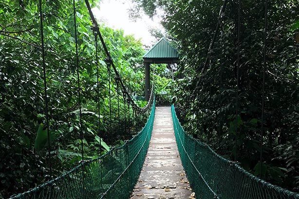Green forest bridge - pic by Alex-Ljamin on Unsplash