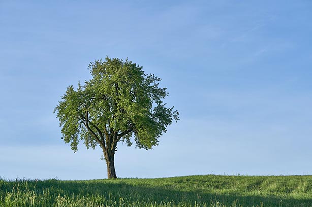 Oak tree standing alone in a fields - Wolfgang Hasselmann on Unsplash
