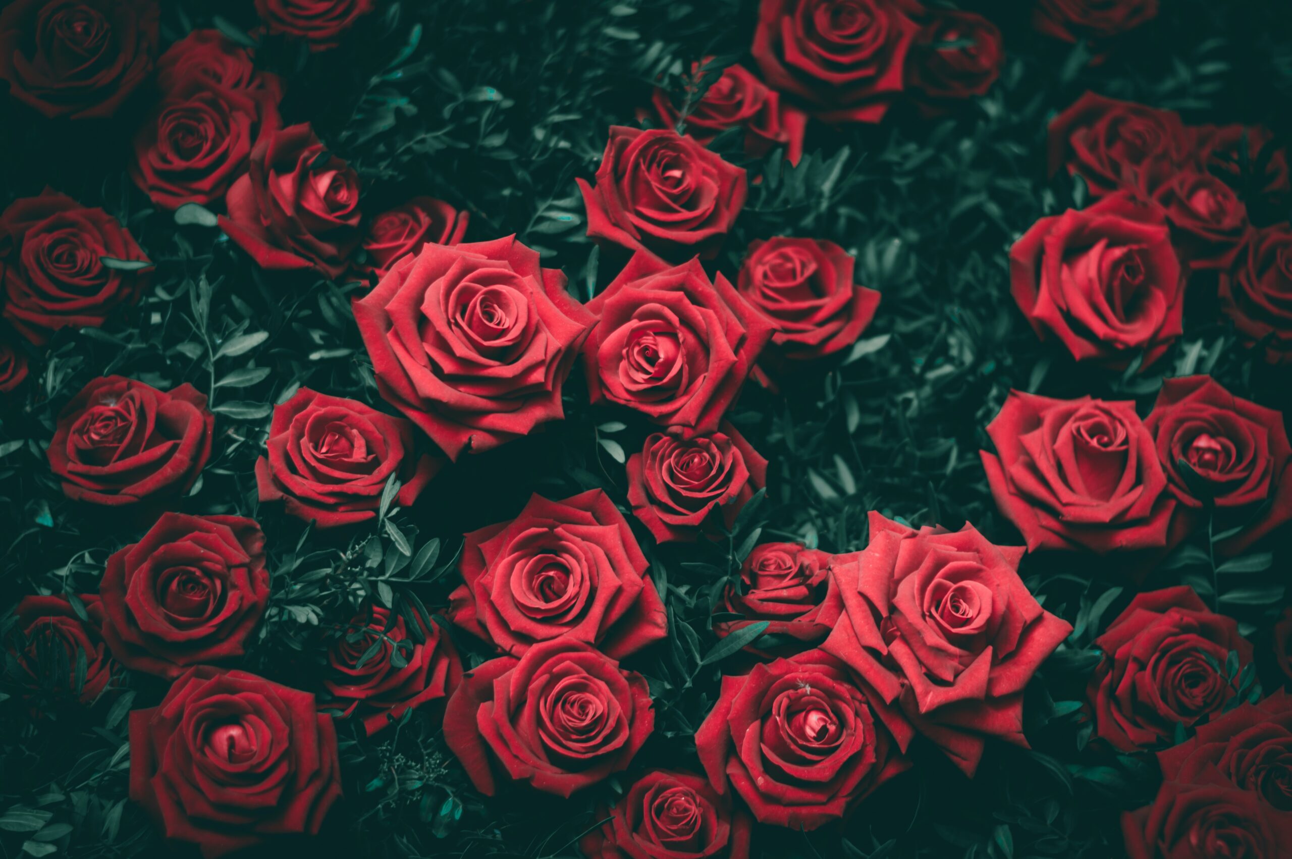 Red Roses - pic by Biel Morro on Unsplash