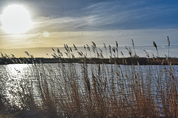 Photo by Andrew Hall on Unsplash, reed beds at Martin Mere UK