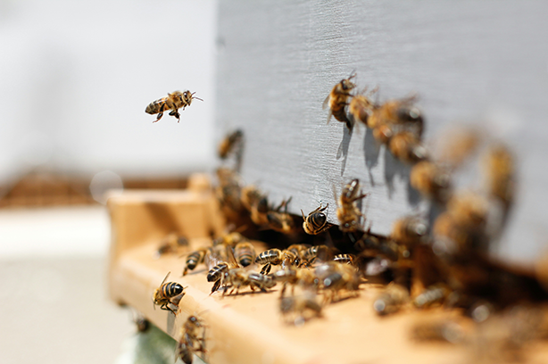 Photo by Damien TUPINIER on Unsplash, worker bees flying in and out of their hive