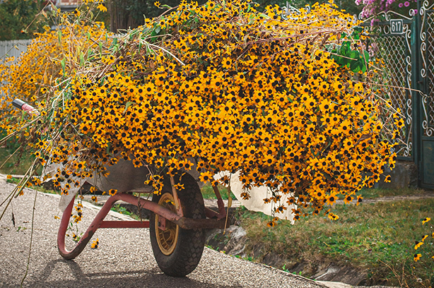 Photo by Catalin Paterau on Unsplash, Wheelbarrow full of flowers near Agapia Monastery in Romania