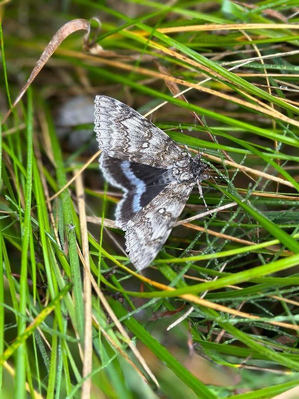 A moth in the long grass