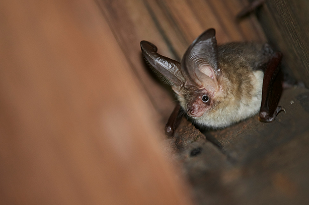 Photo by Nils Bouillard on Unsplash, Plecotus auritus - Brown long-eared bat, a common bat species throughout Europe