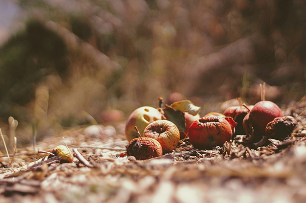 Photo by Joshua Hoehne on Unsplash, fallen apples and other materials in a composting area