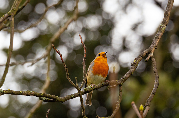 Photo by Tom Bradley on Unsplash, Robin in the spring singing at dawn