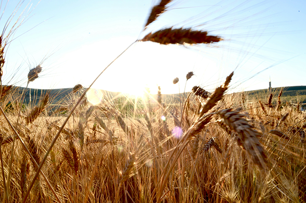 Photo by Ali Yılmaz on Unsplash, ears of wheat in a field