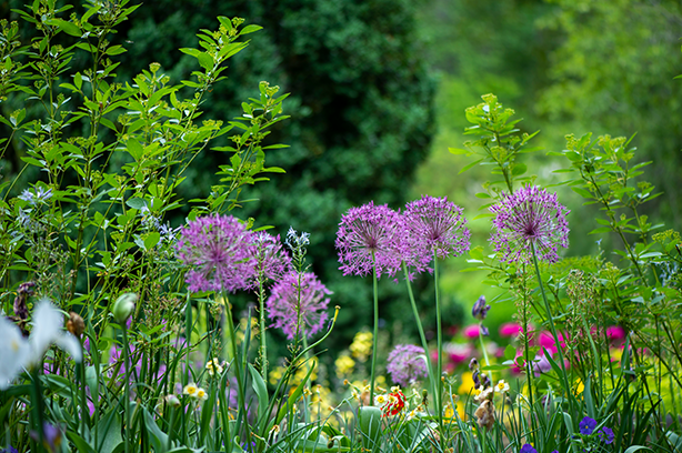 Photo by Erda Estremera on Unsplash, large Alliums in the foreground of a beautiful garden border.