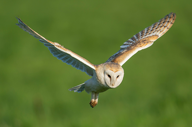 Photo by Bob Brewer on Unsplash, Barn Owl hunting for prey