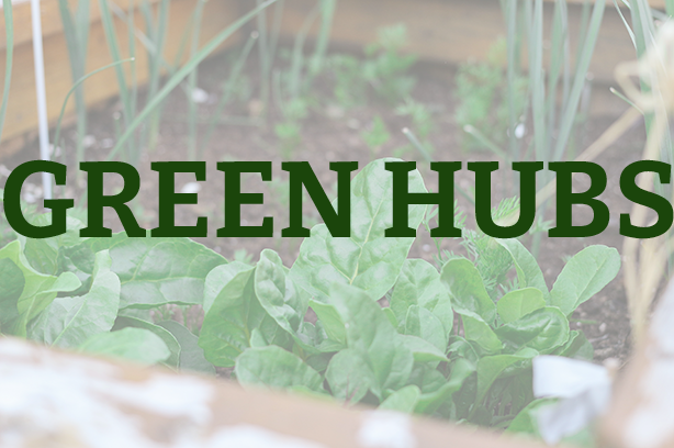 A veg bed containing canes and lettuce, word 'green hubs' in the foreground