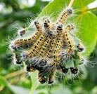 Chisnall Hall Nature Reserve, caterpillars on a leaf