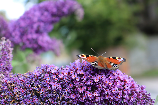 Photo by Regina Mansor on Unsplash, Peacock butterfly on purple Buddleja