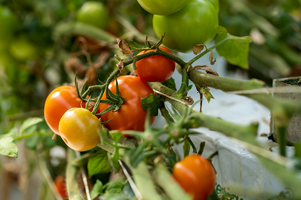 Photo by Shamith TP on Unsplash, Tomatos hanging on their plant stems