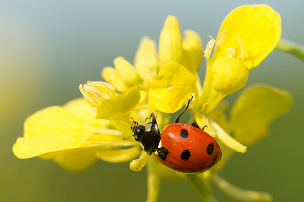 Photo by Diana Parkhouse on Unsplash, 7 spotted ladybird on a yellow canola flower in Spring