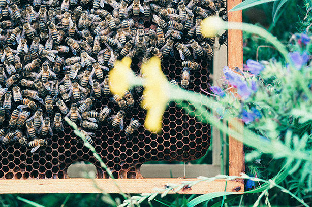 Photo by Ante Hamersmit on Unsplash, honey bees on honeycomb, buzzing around their hive