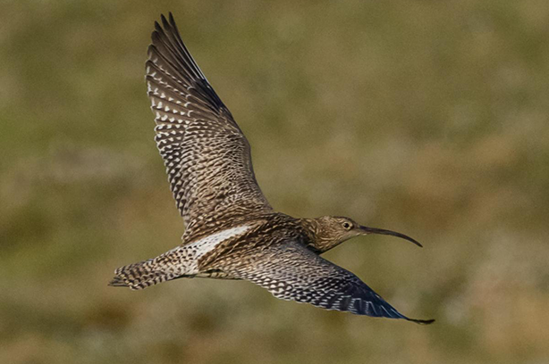 Curlew in flight, photo taken by Alan Owens