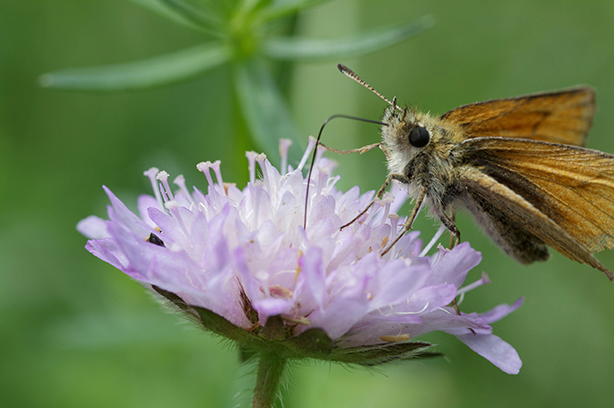 Photo by Manuel Bartsch on Unsplash, moth feeding on a flower