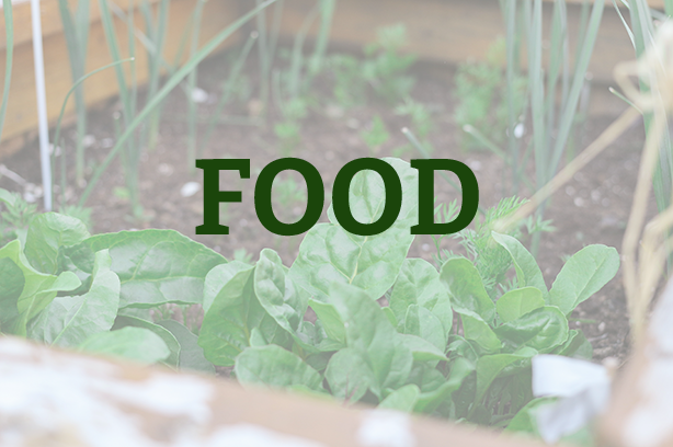 A veg bed containing canes and lettuce, word 'food' in the foreground