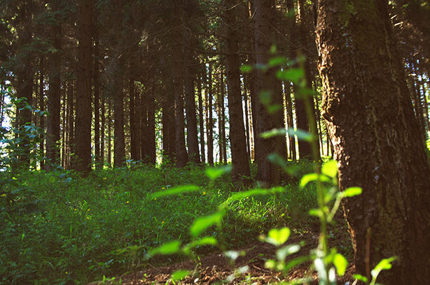 Photo by Monika Sojčáková on Unsplash, green plants and trees in the woods