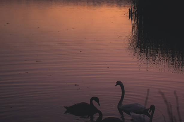 Photo by Rafal Grzegorz on Unsplash, Swans in the morning in a reserve