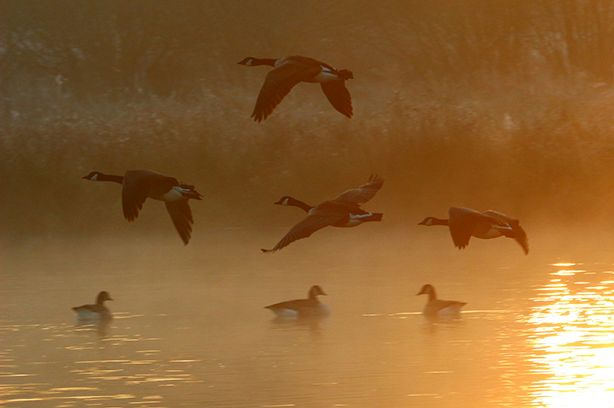 Photo by Ian Cumming on Unsplash, as dawn broke the wildlife comes to life & the geese took flight to head for the fields