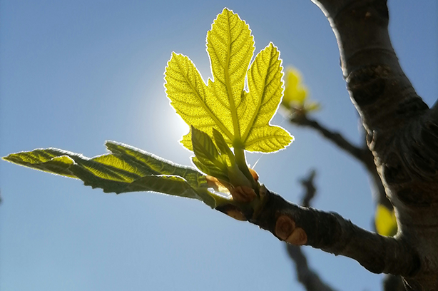 Photo by Oussema Jbeli on Unsplash, new shoots from a tree branch