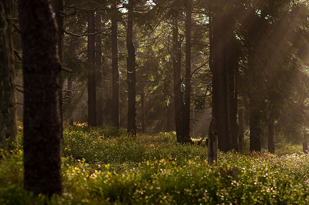 Photo by Lukasz Szmigiel on Unsplash, sun peeking through the trees of a forest