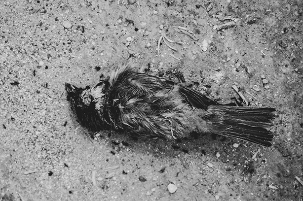 Photo by Chris Slupski on Unsplash, dead Sparrow on the pavement