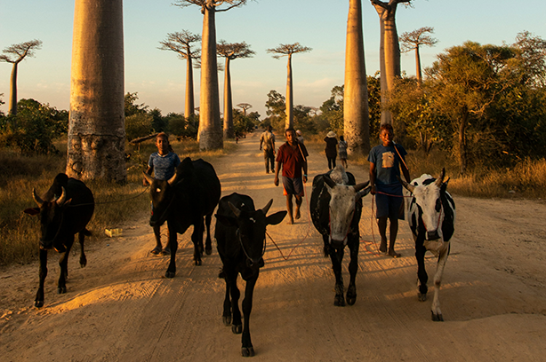 Photo by Elle Leontiev on Unsplash, sunset over cattle hearders at the Allee des baobabs, Madagascar.