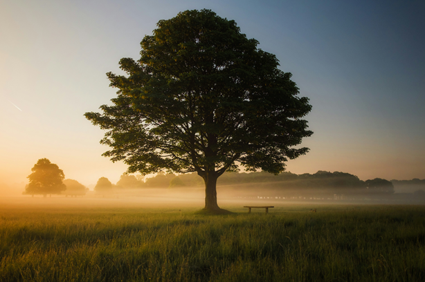 Photo by Simon Wilkes on Unsplash, an Oak tree in the morning mist at Richmond Park, London