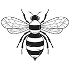 Illustration of a bee