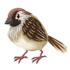 drawing of a sparrow