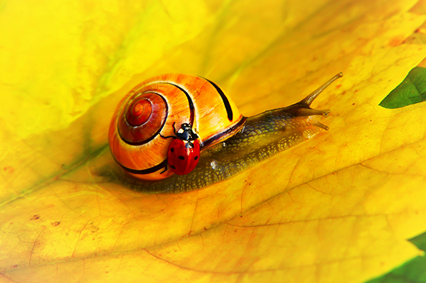 Photo by Krzysztof Niewolny on Unsplash, Ladybird walking on a Snail shell