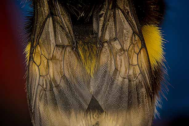 Photo by v2osk on Unsplash, magnified bees wings