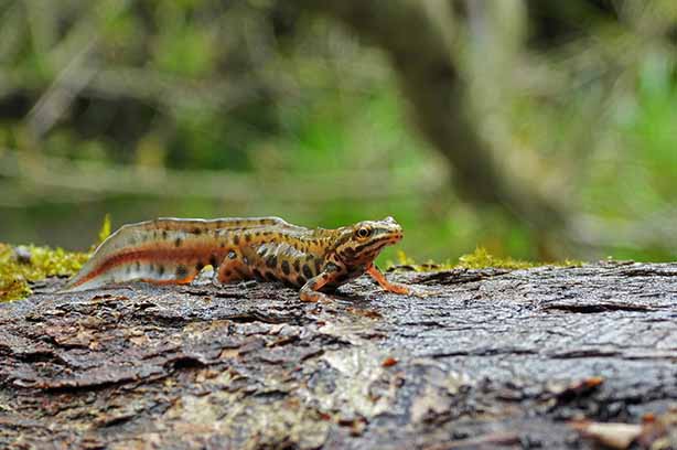 Photo by Diego Rastelli on Unsplash, a smooth newt on an old tree log