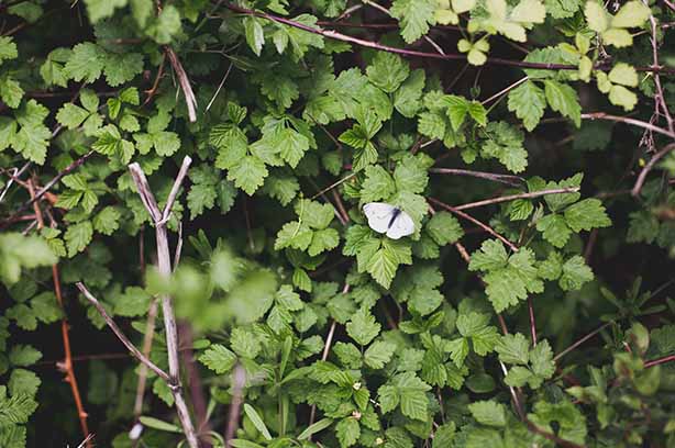 Photo by Annemarie Schaepman on Unsplash, Cabbage White butterfly in a hedgerow