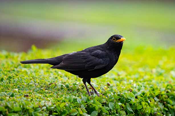 Photo by derek braithwaite on Unsplash, Blackbird listening for worms in a UK garden
