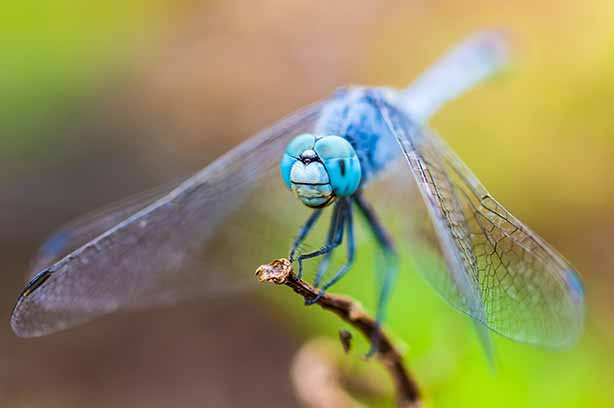 Photo by Shreyas Bhosale on Unsplash, closeup shot of a dragonfly