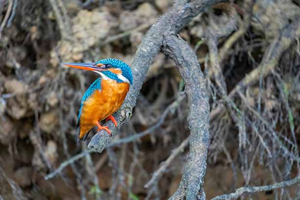 Photo by Shai Pal on Unsplash, Kingfisher sitting on a branch above a river
