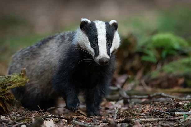 Photo by Vincent van Zalinge on Unsplash, male badger in a woodland